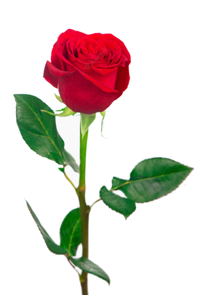varias-rosas-rojas-sobre-fondo-blanco_372197-4007.jpg-688×1024